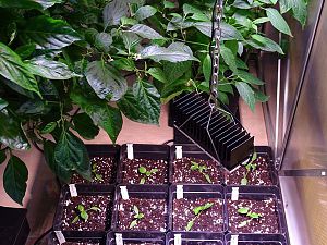 Jungpflanzen_Chilihaus_20180317