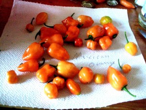 2012_1103chiliupdate0023