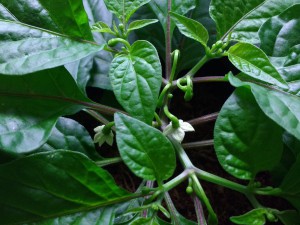 IMG_20160225_180122154