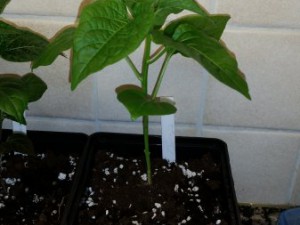 LD 20160227_111655