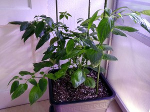Rocoto_Montufar_Nr1_20160304
