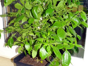 Vicentes_Annuum_20160304