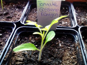 Tomate Goldene Königin 06.03.16