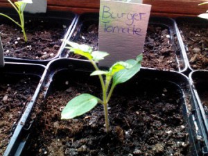 Burgertomate 06.03.16