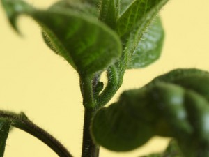 Montufar Knospe