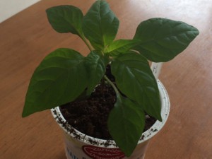 Jalapeno