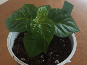 Rocotilo