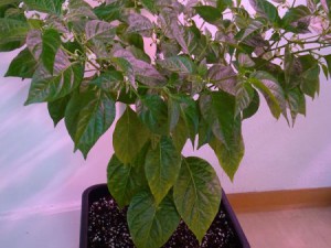 Media 'Golden_Limon_F3_long_20160312' in category 'Golden Limón - limonförmig'