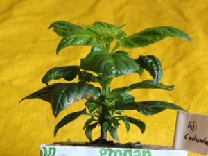 Aji_Cacucha_Stamm_IMG_5650