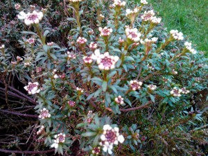 Schleifenblume 13.03.16