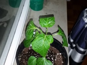 20160315_200658