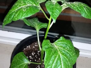 20160315_200548