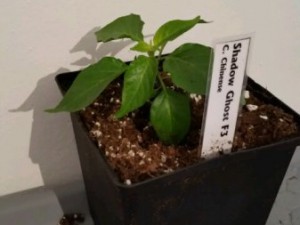 20160317_181747-480x853