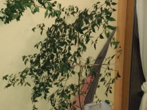 IMG_20160318_190608046