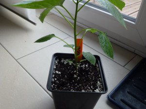 P1040409