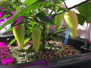 Jalapeno Jaloro F1 in PON