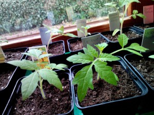 Tomaten 1