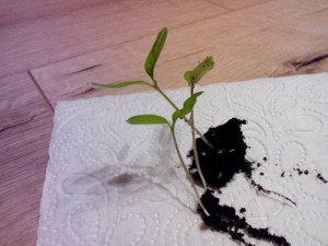 Moneymaker Tomate vor dem Pikieren