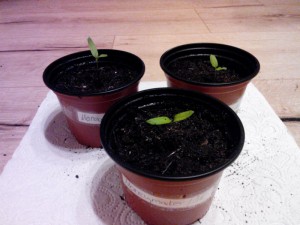 Moneymaker Tomate nach dem Pikieren