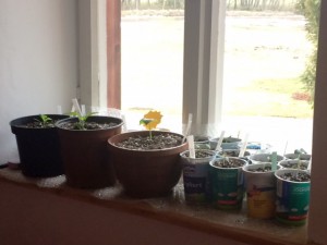 SZ Fenster