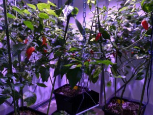 Chilihaus_20160325