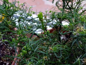Frucht_Candlelight-Mutant_20160325