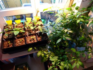 Pflanzenecke_20160325