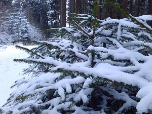 Winter März 2018 6