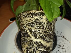 IMG_20180319_185122