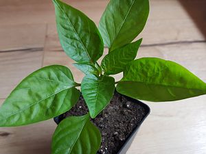 Ungarische Rote 20.03.18