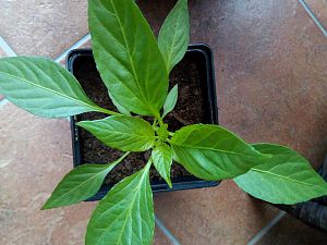 IMG_20180321_153538