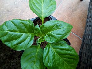 IMG_20180321_151953