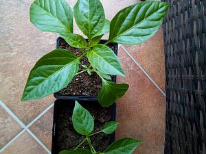 IMG_20180321_151023