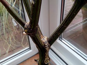 IMG_20180321_150523