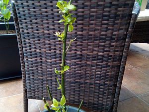 IMG_20180321_150421