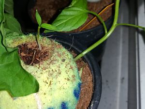 IMG_20180321_191202