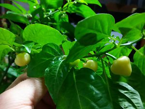 IMG_20180320_070258_01