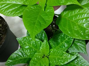 IMG_20180320_070427