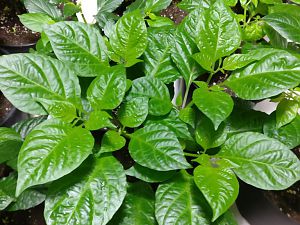 IMG_20180320_070413