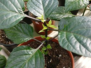 IMG_20180322_101942