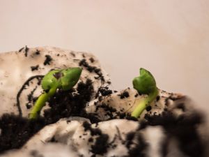 2018_03_24_aussaatschnecke2