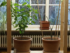 20180325-rocoto-cuencano-HM6C1596