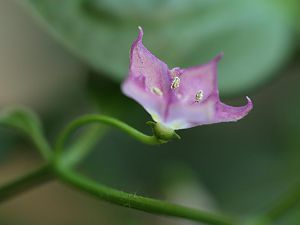 20180325-rocoto-cuencano-HM6C1592