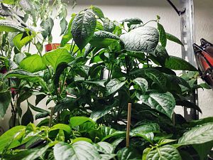 Grow IMG_20180326_224300-01