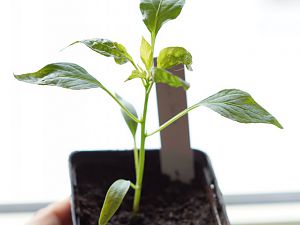 Cayenne