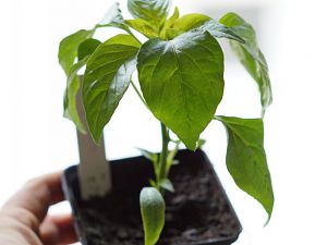 Gelbe Jalapeno2