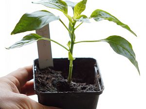 Rote Jalapeno