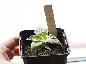 Scotch Bonnet