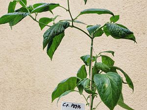 C.p. P8974