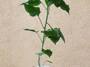 C.b. El Oro De Ecuador